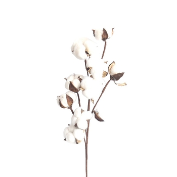 Xinjiang baltojo medvilnės džiovintos gėlės vestuvėms ir namų dekorui (Prekės ženklas: Other; Medžiaga: Džiovintos gėlės; Amatas: Kitas)