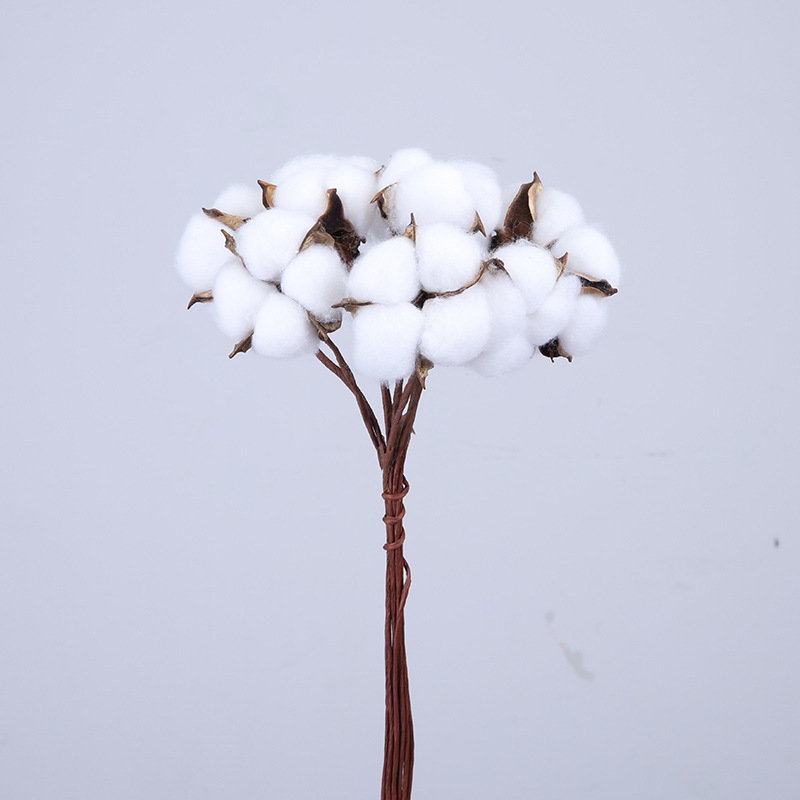 Xinjiang baltojo medvilnės džiovintos gėlės vestuvėms ir namų dekorui (Prekės ženklas: Other; Medžiaga: Džiovintos gėlės; Amatas: Kitas)