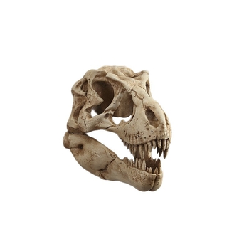 Ρετρό τοίχου διακοσμητικό από ρητίνη: κρανίο δεινοσαύρου για ενυδρείο/τερραριουμ (Κωδικός AMT0601-A; Συσκευασία: χαρτόκουτο)