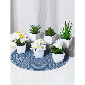 Sukulentne biljke za dom i dnevnu sobu, Marka: Ostalo; Materijal: Ostalo; Obrada: Ostalo; Vrsta: Ostalo