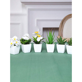 Sukulentne biljke za dom i dnevnu sobu, Marka: Ostalo; Materijal: Ostalo; Obrada: Ostalo; Vrsta: Ostalo