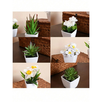 Sukulentne biljke za dom i dnevnu sobu, Marka: Ostalo; Materijal: Ostalo; Obrada: Ostalo; Vrsta: Ostalo
