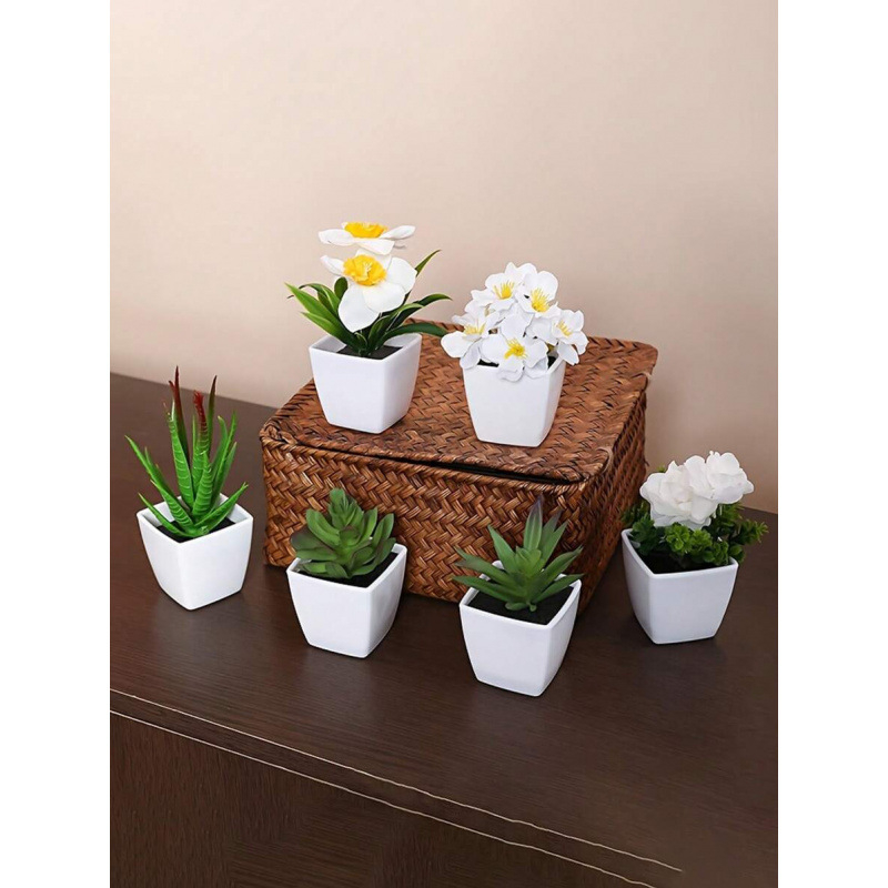 Sukulentne biljke za dom i dnevnu sobu, Marka: Ostalo; Materijal: Ostalo; Obrada: Ostalo; Vrsta: Ostalo