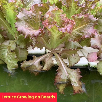 Plūduriuojanti hidroponinė sodinimo plokštelė vandens augalų auginimui | medžiaga: polietilenas | sodo dekoratyvinis daiktas