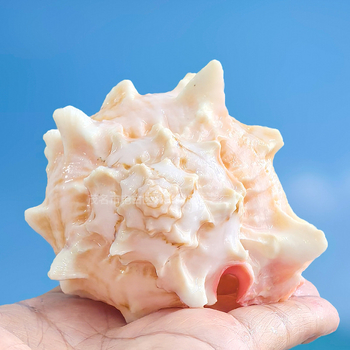 Σετ φυσικών κελυφών για καβούρια-χερμίτ και διακόσμηση ενυδρείου – κελύφη αντικατάστασης και κοχύλια για το διακόσμηση του ενυδρείου