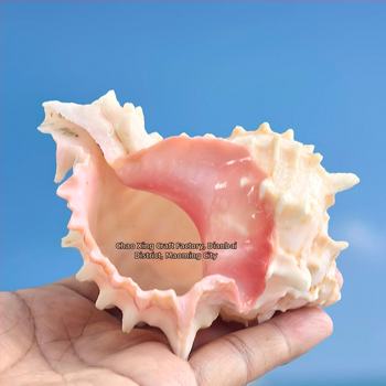 Dabas čaulņu komplekts pustkrabjiem un akvārija dekoriem – nomaiņas čaulas, dabiskas čaulas akvārijam un sukulentu podiem dekorēšanai