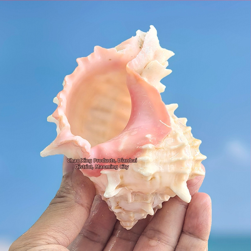 Natūralių kiaukšlių rinkinys pustrininkų krabams ir akvariumo dekorui – keičiamieji kiaukšliai, natūralios kiaukšlės dekorui ir kaktusų vazonams