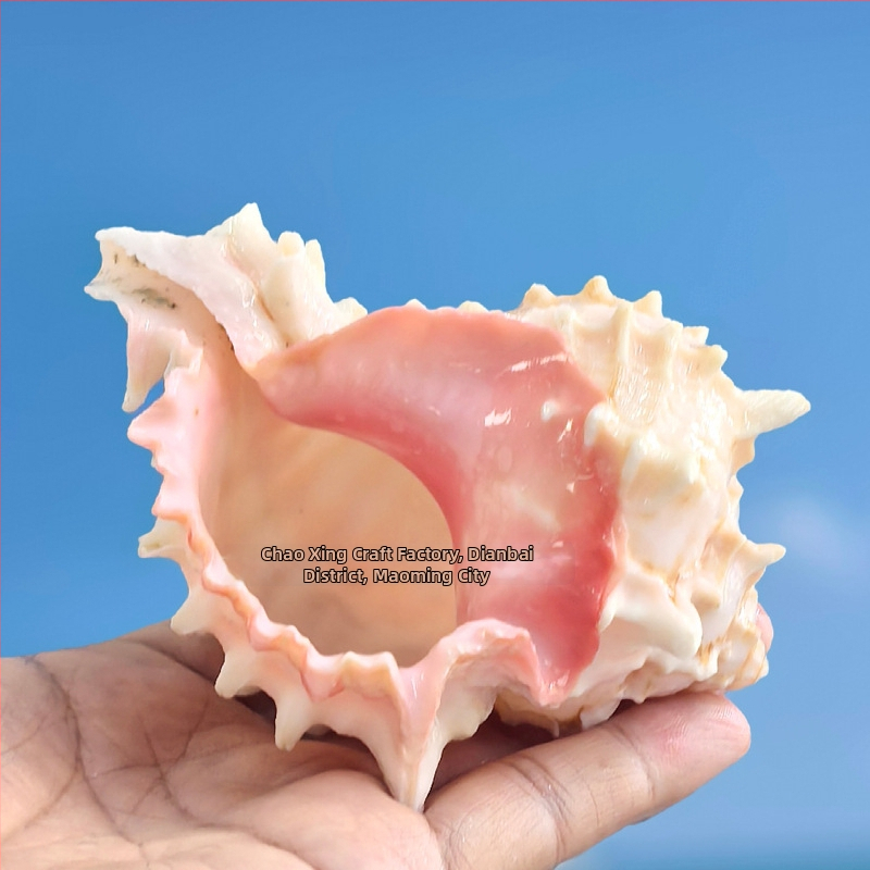 Natūralių kiaukšlių rinkinys pustrininkų krabams ir akvariumo dekorui – keičiamieji kiaukšliai, natūralios kiaukšlės dekorui ir kaktusų vazonams