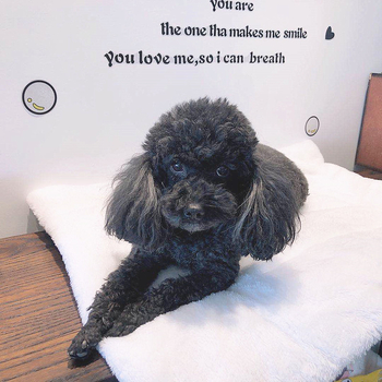 PALSWOW Naminių gyvūnėlių lizdas kilimėlis – Audinys, Šunims, Dovanai paruoštas