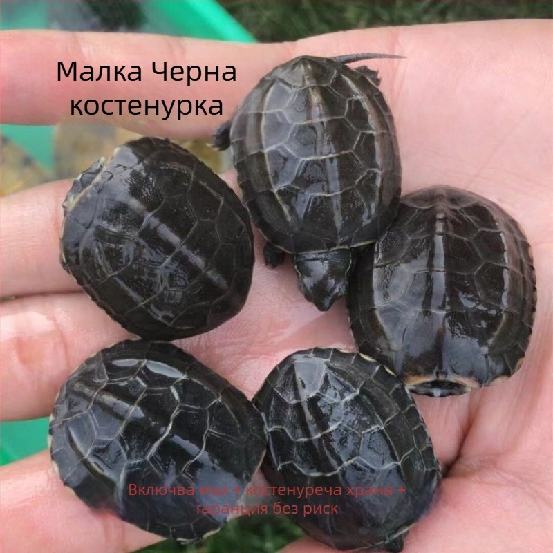 Питомна водна костенурка, Dongyi Yang марка, вид костенурка, код на продукта SbZnN4BZ