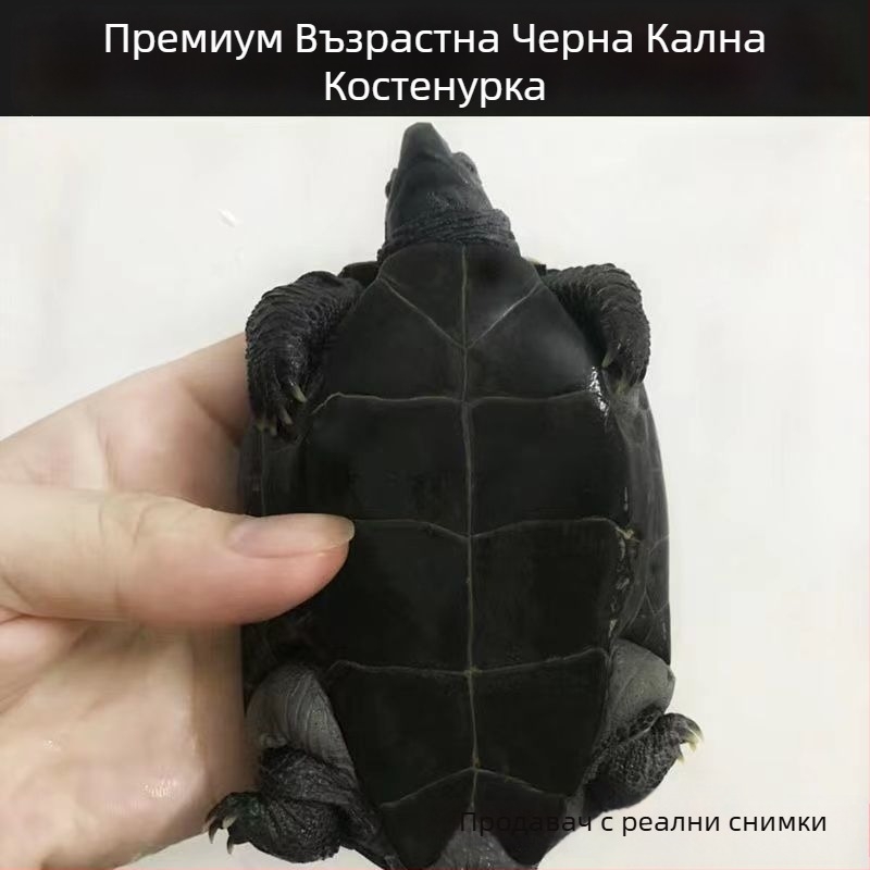 Питомна водна костенурка, Dongyi Yang марка, вид костенурка, код на продукта SbZnN4BZ