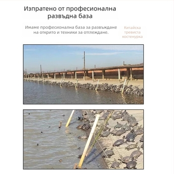 Китайска костенурка, декоративна млада костенурка