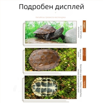 Китайска костенурка, декоративна млада костенурка