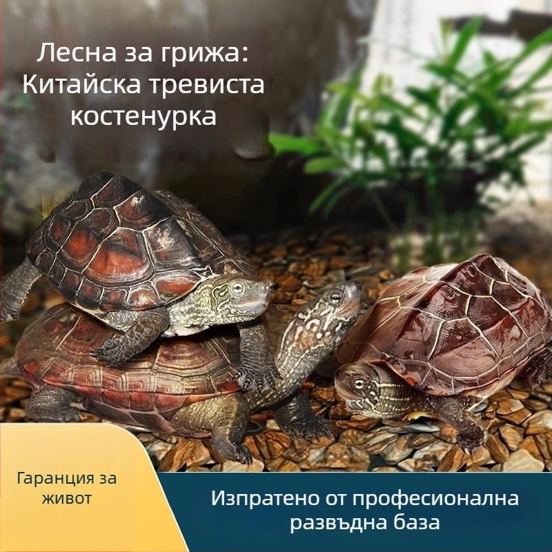 Китайска костенурка, декоративна млада костенурка