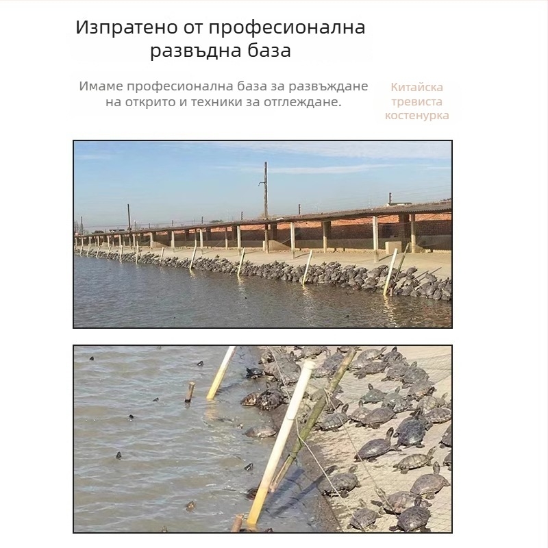 Китайска костенурка, декоративна млада костенурка