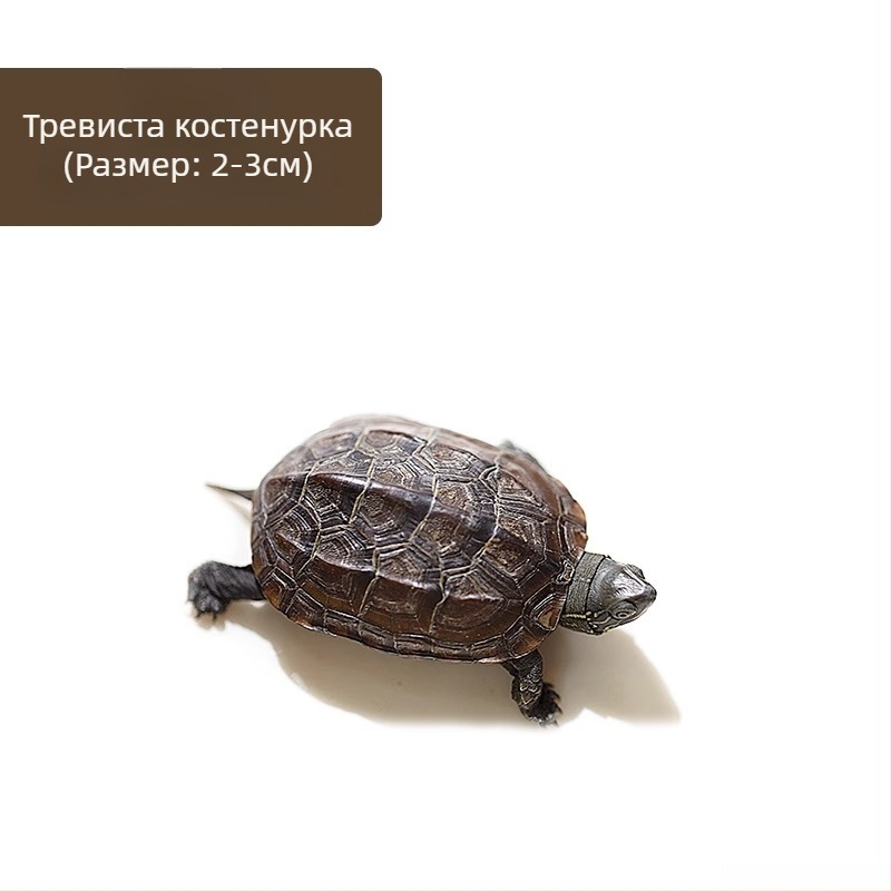 Китайска костенурка, декоративна млада костенурка