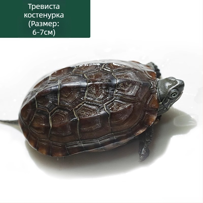 Китайска костенурка, декоративна млада костенурка