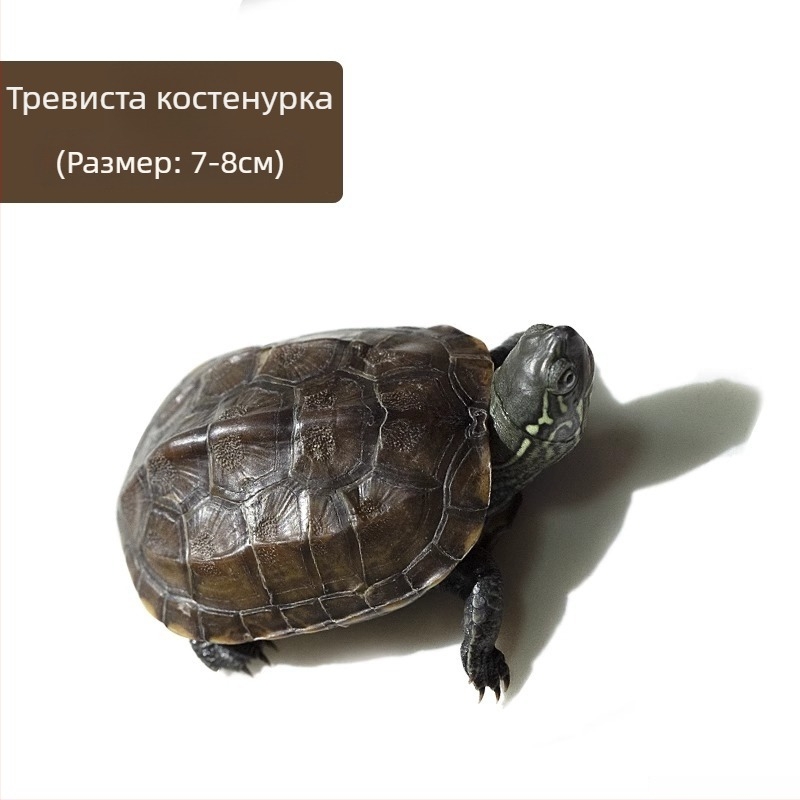 Китайска костенурка, декоративна млада костенурка