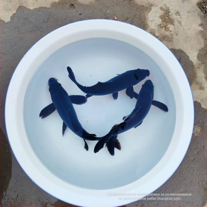 Декоративна koi риба, марка Gathering Gold, код на продукта 30881, вид: Карп, внос: Не