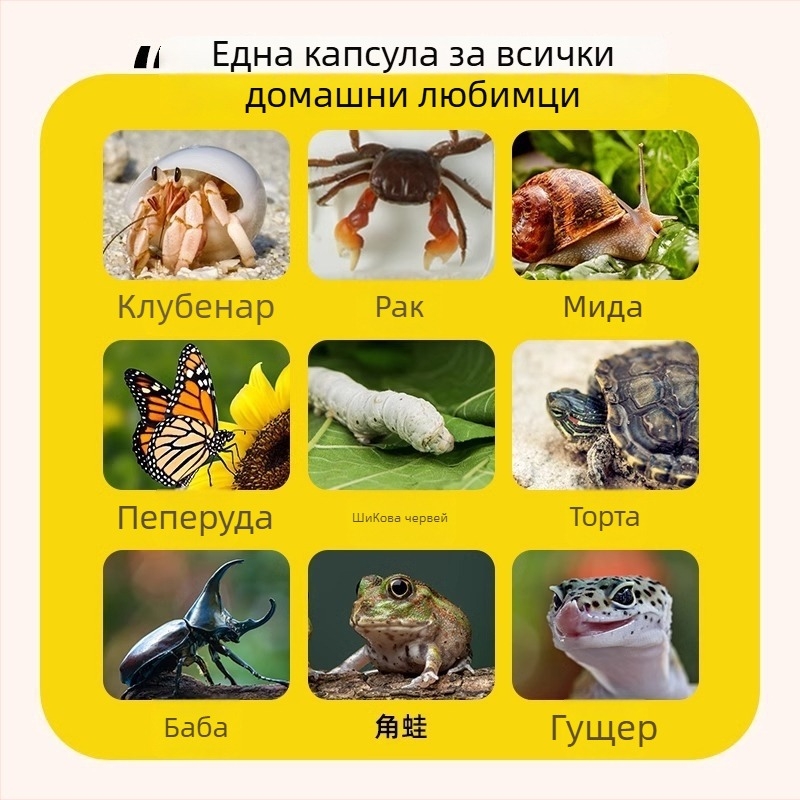 Детска многофункционална екологична наблюдателна кутия за малки животни – пластмасова, марка Kou Duck, за деца на възраст 3–6 години