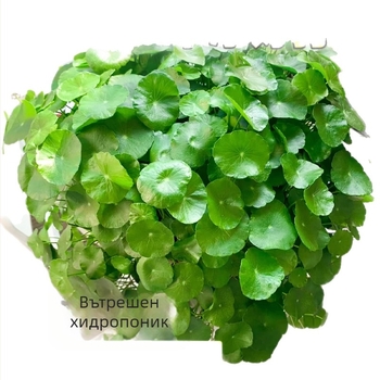 Хидропонно растение Pennywort за пречистване на въздуха в закрити пространства, офисно бюро, вечнозелено през цялата година, 25°C оптимална температура, умерено осветление