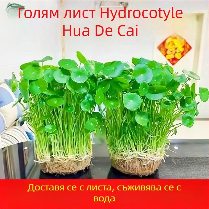 Хидропонно растение Pennywort за пречистване на въздуха в закрити пространства, офисно бюро, вечнозелено през цялата година, 25°C оптимална температура, умерено осветление