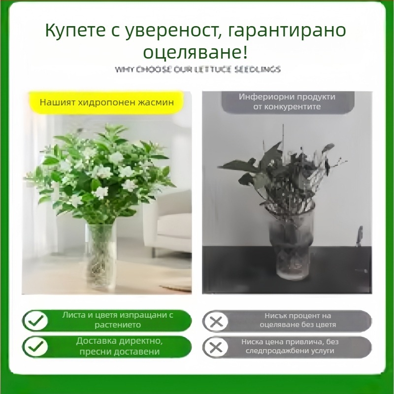 Джасмин хидропонно вътрешно растение — саксийни цветя за хол и офис, бонсай за четирите сезона, неутрално осветление, растеж при 25°C