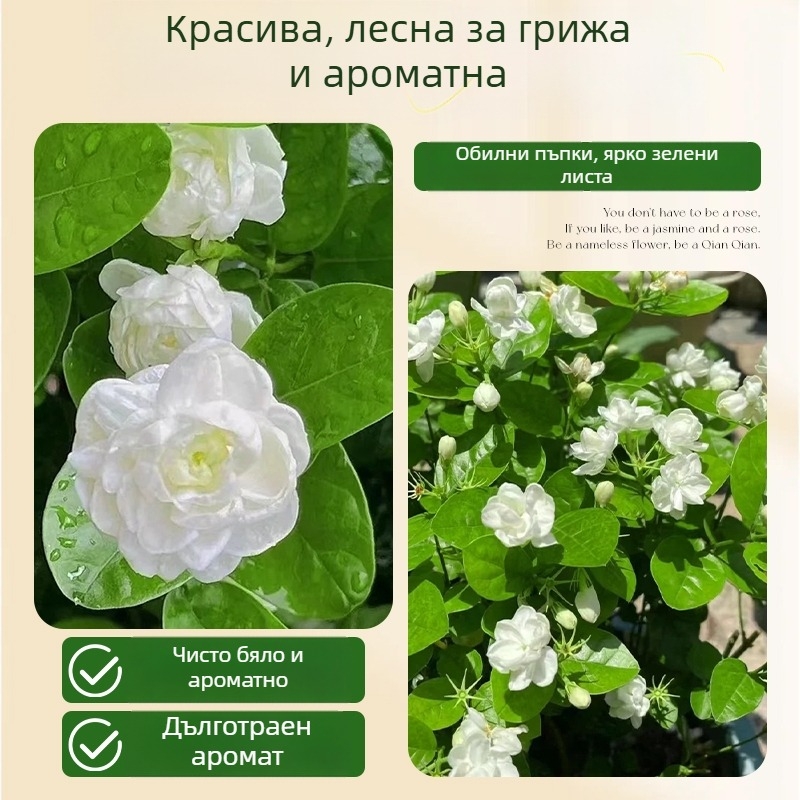 Джасмин хидропонно вътрешно растение — саксийни цветя за хол и офис, бонсай за четирите сезона, неутрално осветление, растеж при 25°C