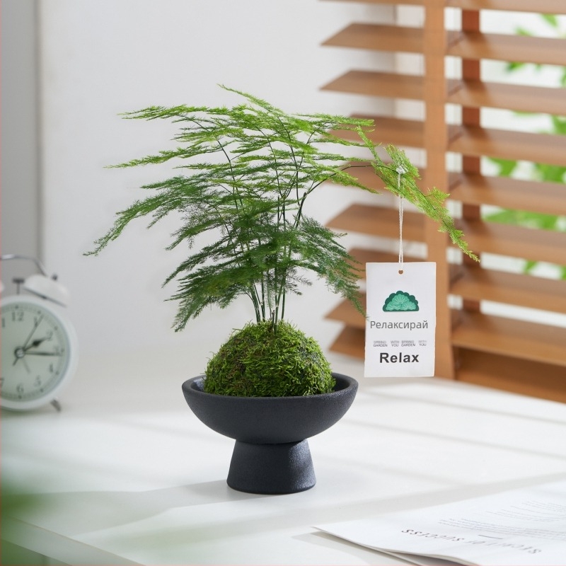 Хидропонно растение с мъхова топка за офис бюро – пречиства въздуха, вид Аспарагус, листно растение