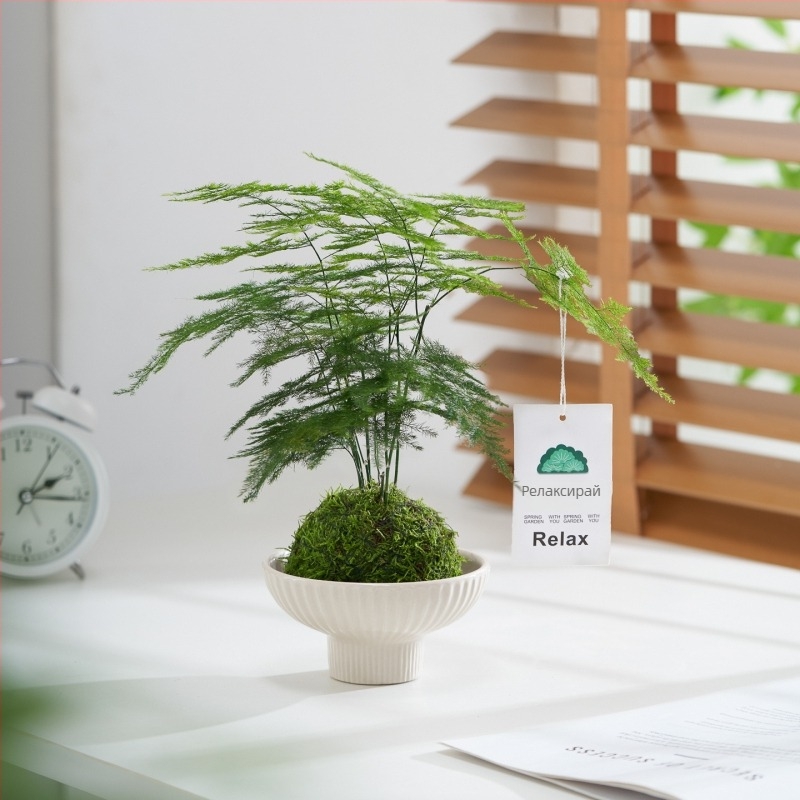Хидропонно растение с мъхова топка за офис бюро – пречиства въздуха, вид Аспарагус, листно растение