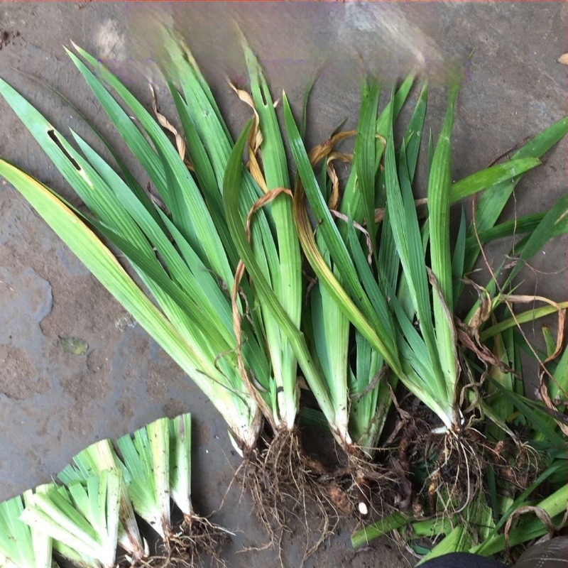 Ирисови разсад за дворно озеленяване - Green friends seed industry - Оптимална температура 23°C, слънцелюбиви, влаголюбиви