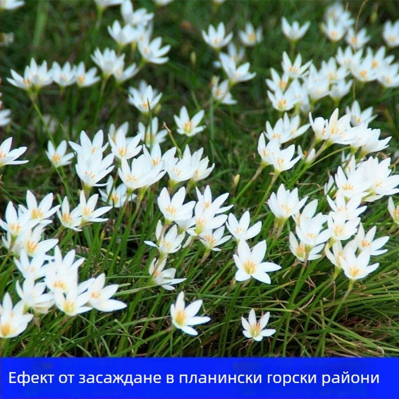 Разсади луковична орхидея — вечнозелено почвопокривно растение, джудже, за външна градина, сенколюбиво, студоустойчиво