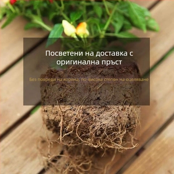 Ядлив пипер растение в саксия за балкон/интериор, обича слънцето, нормална температура на отглеждане