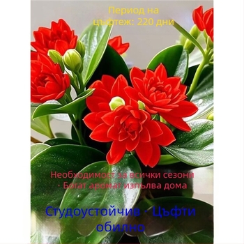 Листно растение - устойчиво на топлина и студ, пречиства въздуха, сорт Duck Foot Wood, оптимална температура 25°C, светлина: неутрална, лесно за отглеждане