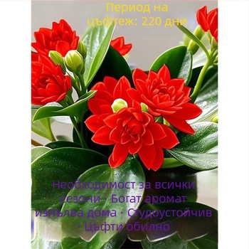 Листно растение - устойчиво на топлина и студ, пречиства въздуха, сорт Duck Foot Wood, оптимална температура 25°C, светлина: неутрална, лесно за отглеждане