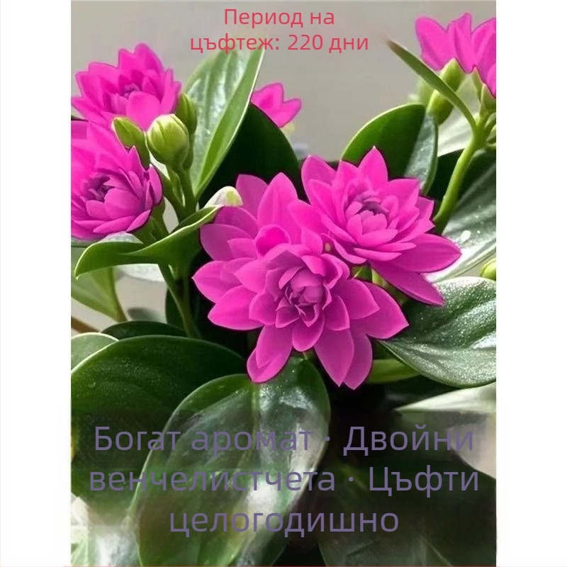 Листно растение - устойчиво на топлина и студ, пречиства въздуха, сорт Duck Foot Wood, оптимална температура 25°C, светлина: неутрална, лесно за отглеждане