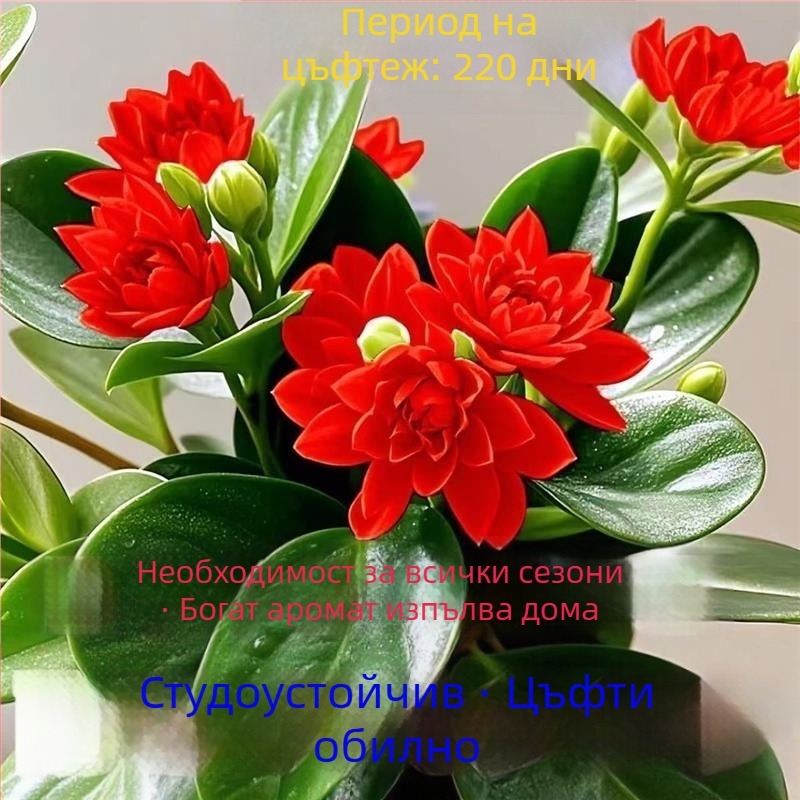 Листно растение - устойчиво на топлина и студ, пречиства въздуха, сорт Duck Foot Wood, оптимална температура 25°C, светлина: неутрална, лесно за отглеждане