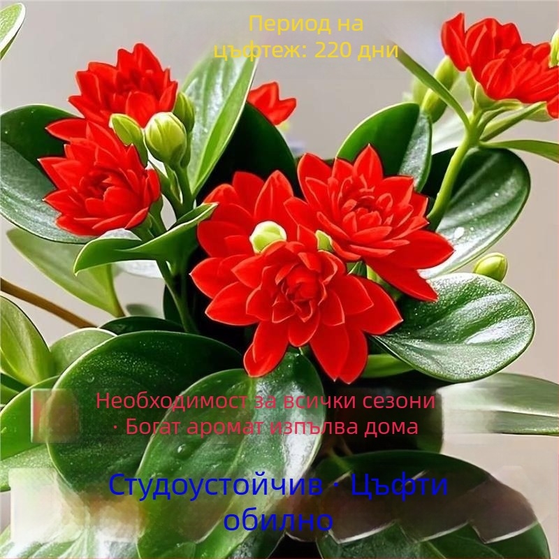 Листно растение - устойчиво на топлина и студ, пречиства въздуха, сорт Duck Foot Wood, оптимална температура 25°C, светлина: неутрална, лесно за отглеждане