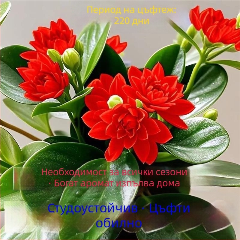 Листно растение - устойчиво на топлина и студ, пречиства въздуха, сорт Duck Foot Wood, оптимална температура 25°C, светлина: неутрална, лесно за отглеждане