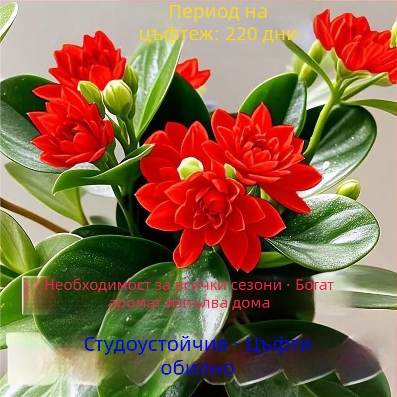 Листно растение - устойчиво на топлина и студ, пречиства въздуха, сорт Duck Foot Wood, оптимална температура 25°C, светлина: неутрална, лесно за отглеждане