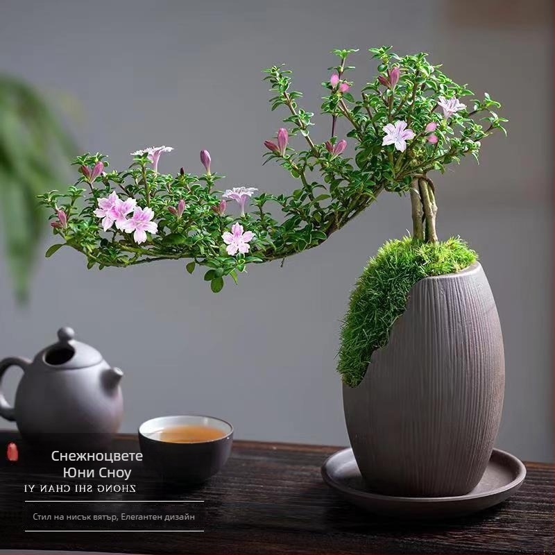 Бонсай: Red Flower June Snow bonsai - умерена температура, неутрално осветление, неутрално поливане, Стил: Нов Китайски стил, съвременен минимализъм, достъпен лукс; Код 3344