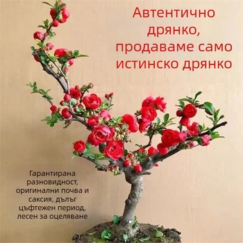 Бегония бонсай Longevity Crown с база за цветя, подходяща за вътрешен и външен двор