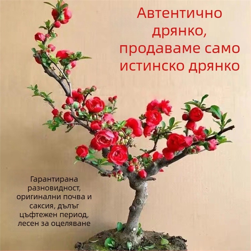 Бегония бонсай Longevity Crown с база за цветя, подходяща за вътрешен и външен двор