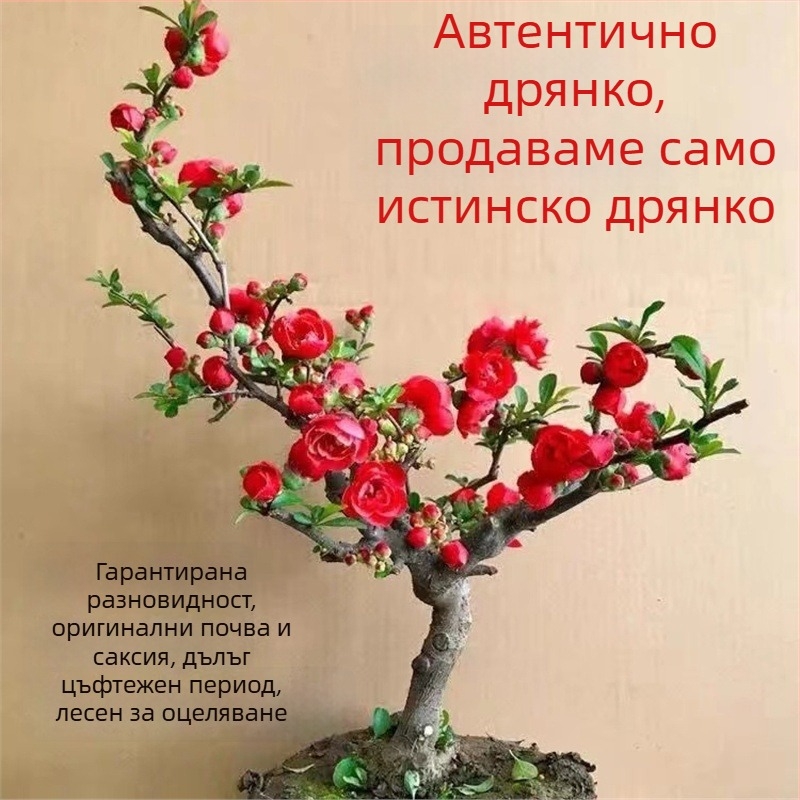 Бегония бонсай Longevity Crown с база за цветя, подходяща за вътрешен и външен двор