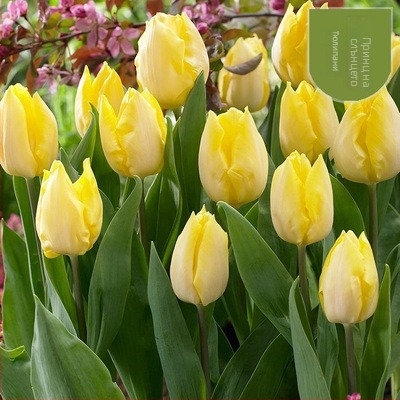 Луковица на лале, сорт с едноцветни венчета, вътрешно саксийно растение, обича сянка, влаголюбиво, модерен стил