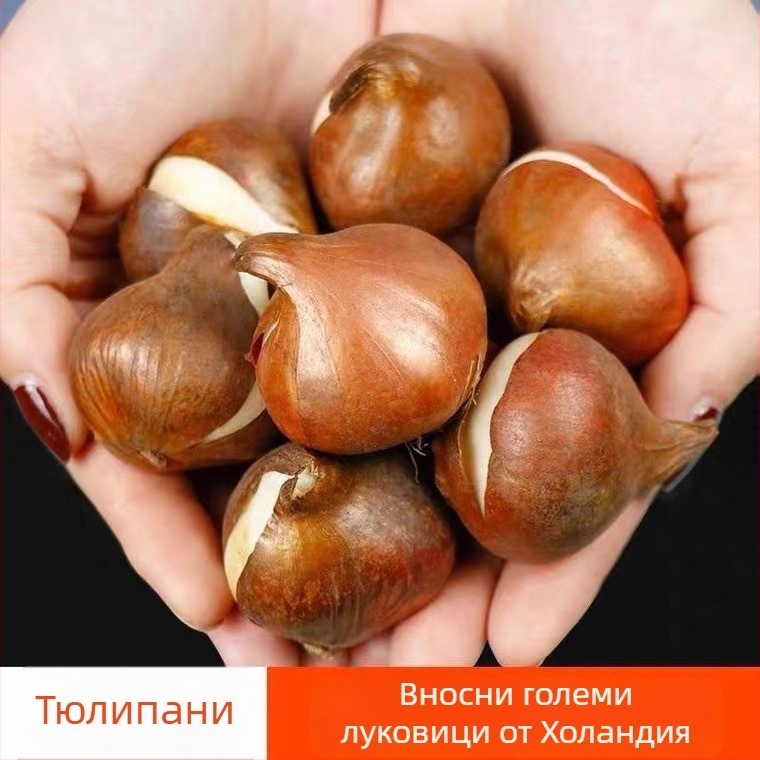 Луковица на лале, сорт с едноцветни венчета, вътрешно саксийно растение, обича сянка, влаголюбиво, модерен стил