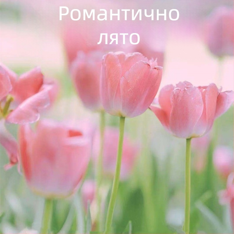 Луковица на лале, сорт с едноцветни венчета, вътрешно саксийно растение, обича сянка, влаголюбиво, модерен стил