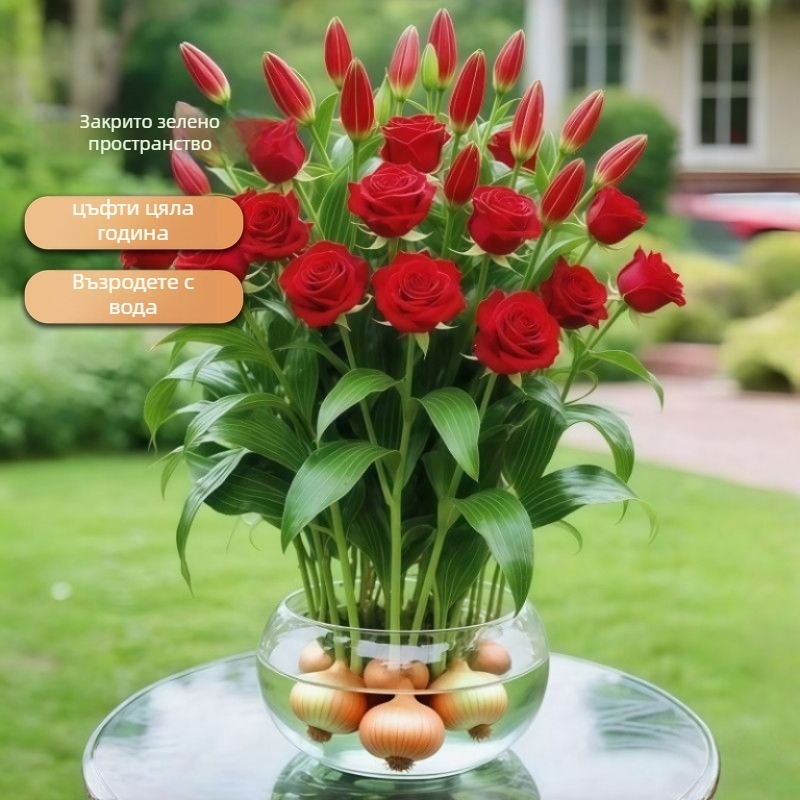 Хидропонна роза за вътрешна употреба — филтриращ въздуха листно растение за офис, оптимална температура 25°C