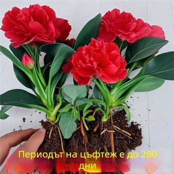 Интериорно саксийно растение за офис и дневна — пречиства въздуха, вечнозелено през всички сезони