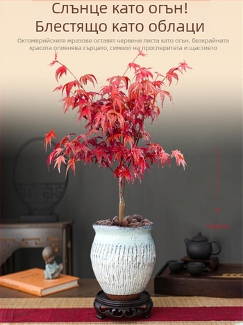 Кленов бонсай за закрити помещения, настолен, със зрял ствол, в керамична саксия от Jingdezhen, култивар Dancer